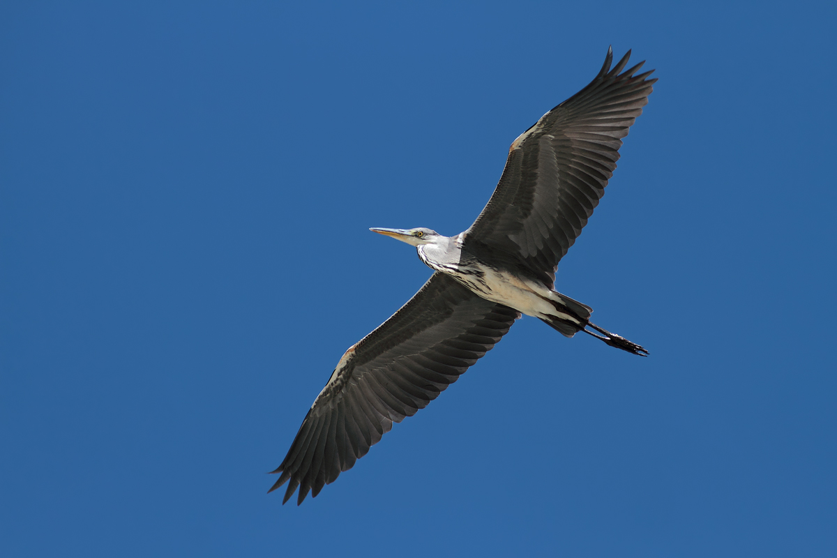 Grey Heron