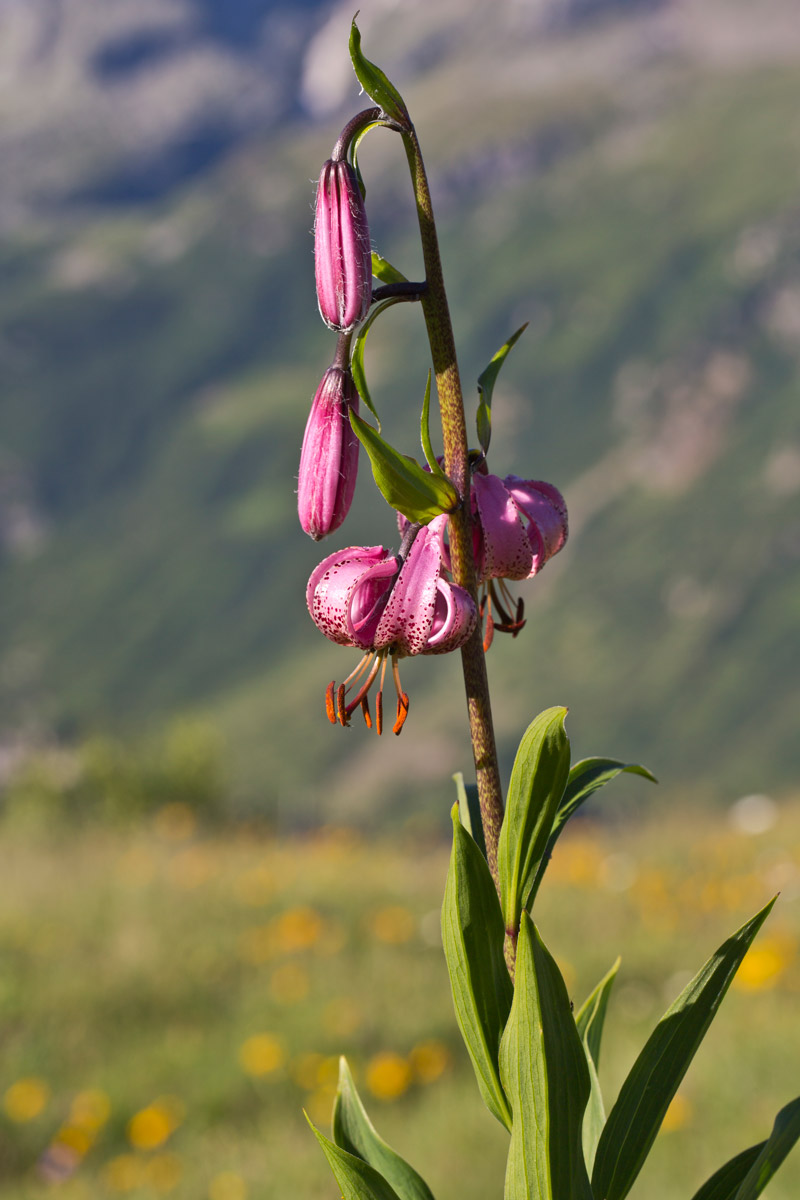 Turk's cap lily
