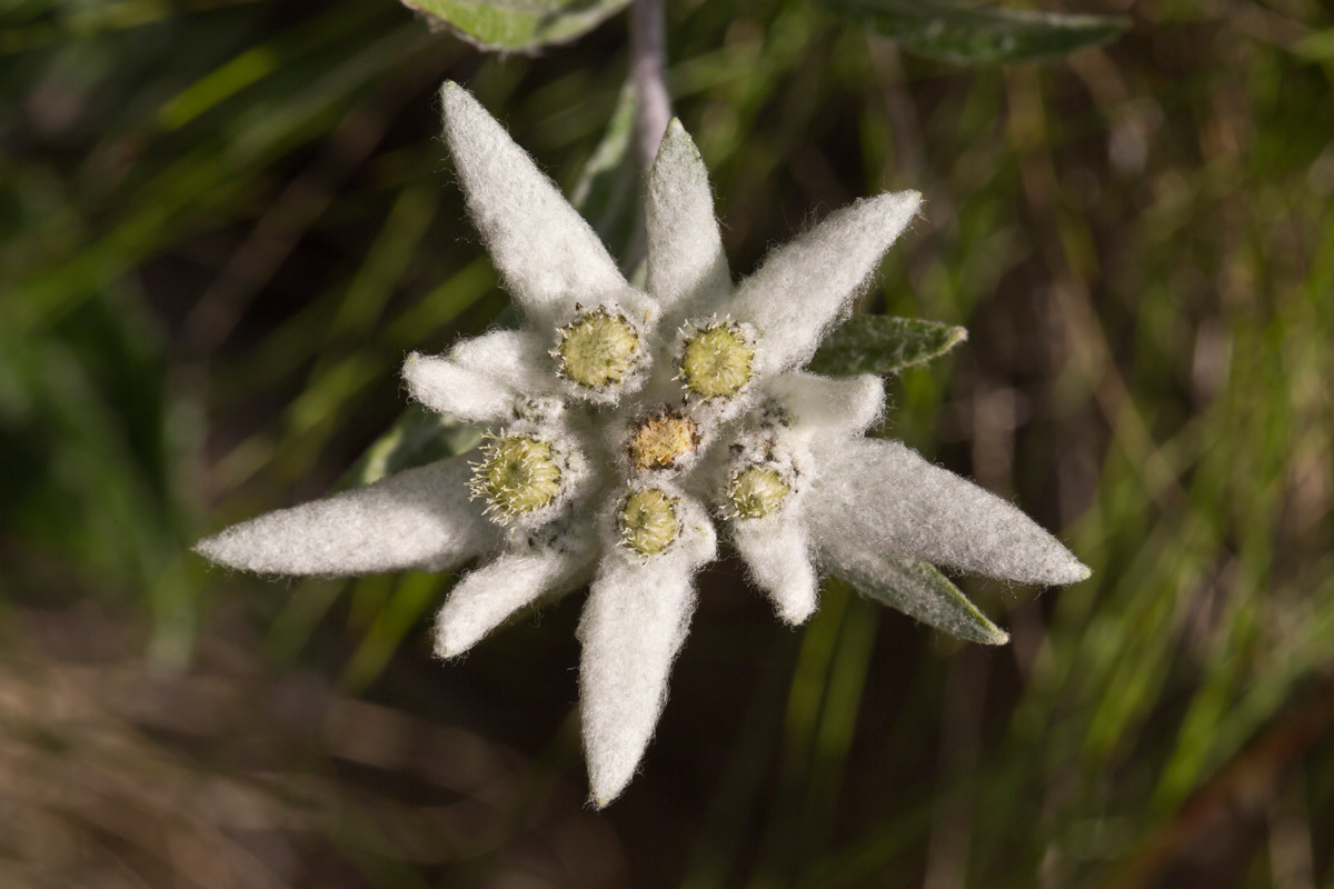 The incredible plot of the Stella Alpina