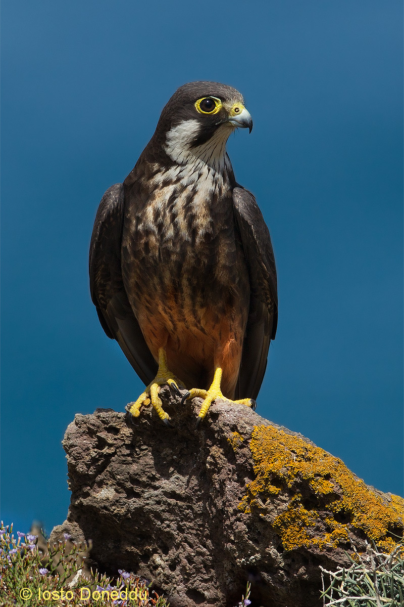 Eleonora's falcon portrait