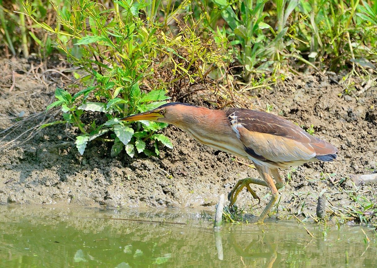 Bittern sneaking!