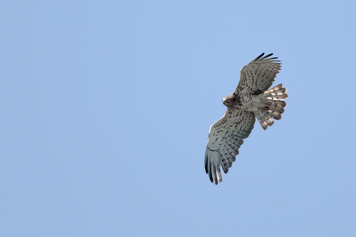 Biancone (Circaetus gallicus)