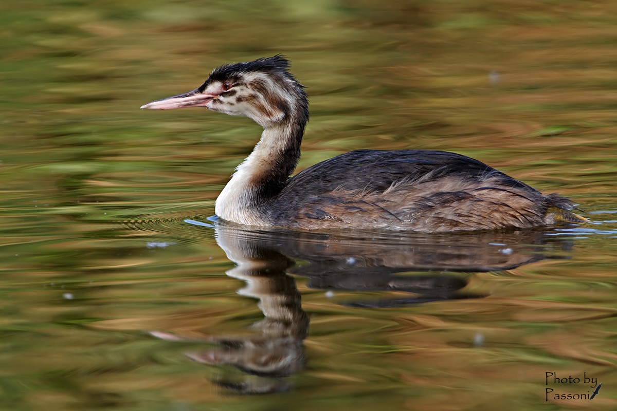 Muta quasi completa!
