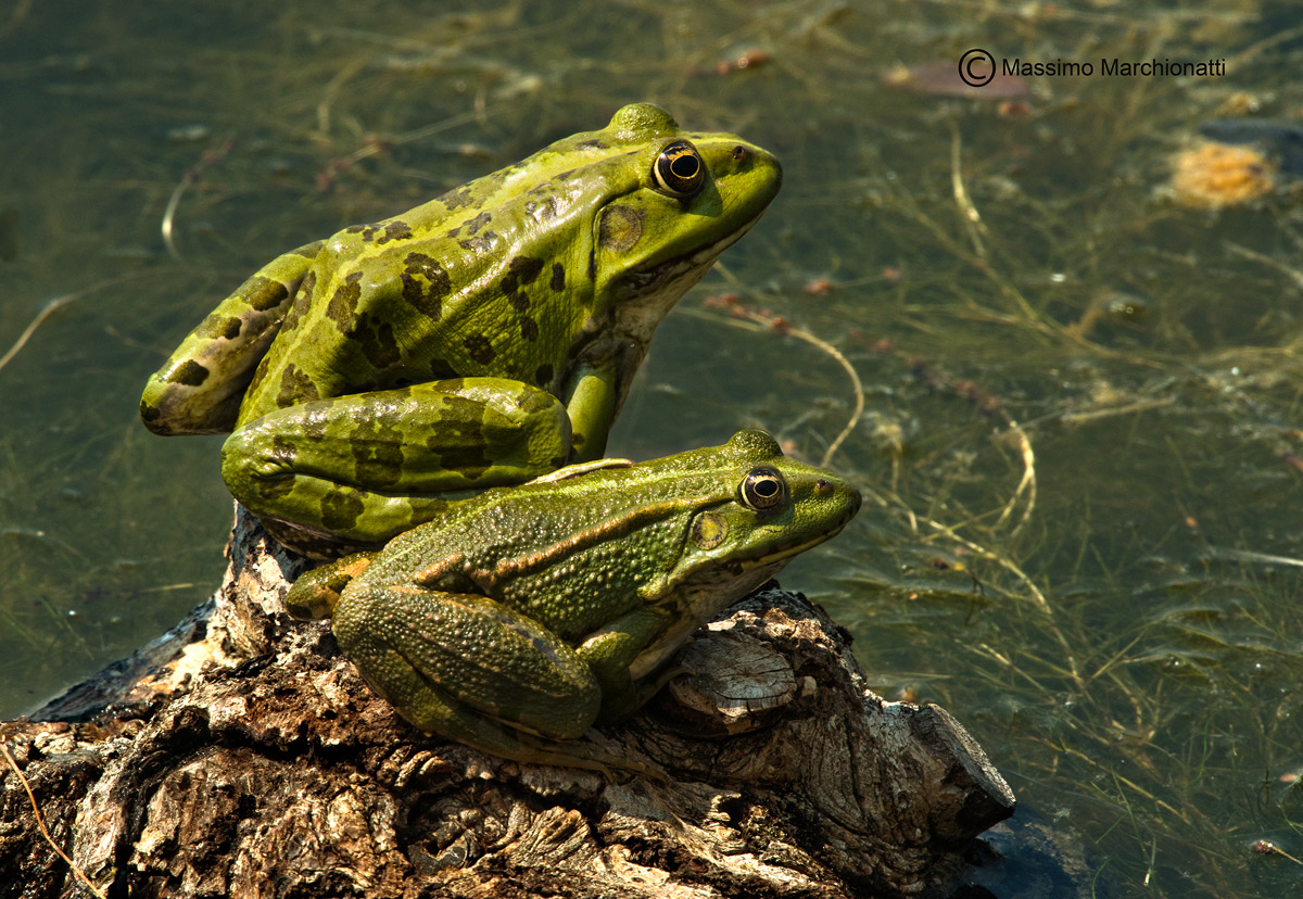 Qualcuno ci potrebbe baciare?