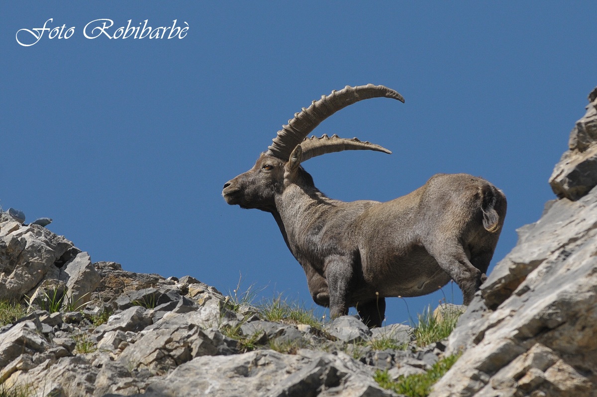 Stambecco.......