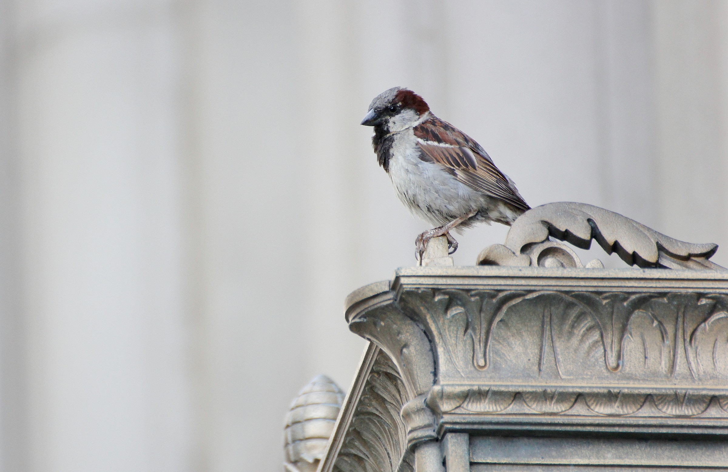 Elementi decorativi passeriformi