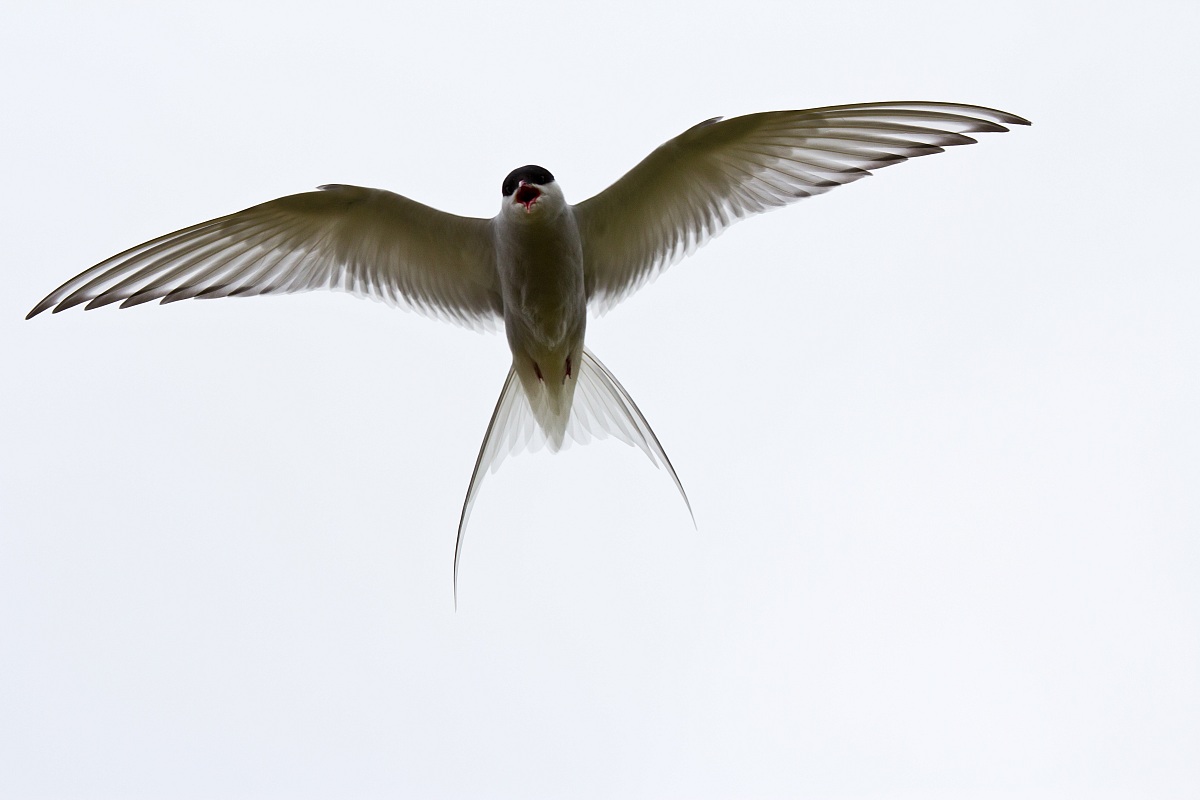 Arctic tern in defense of the nest