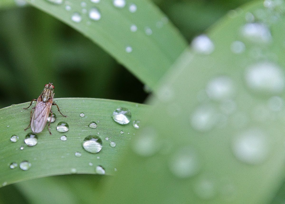 Dew Drops with fly