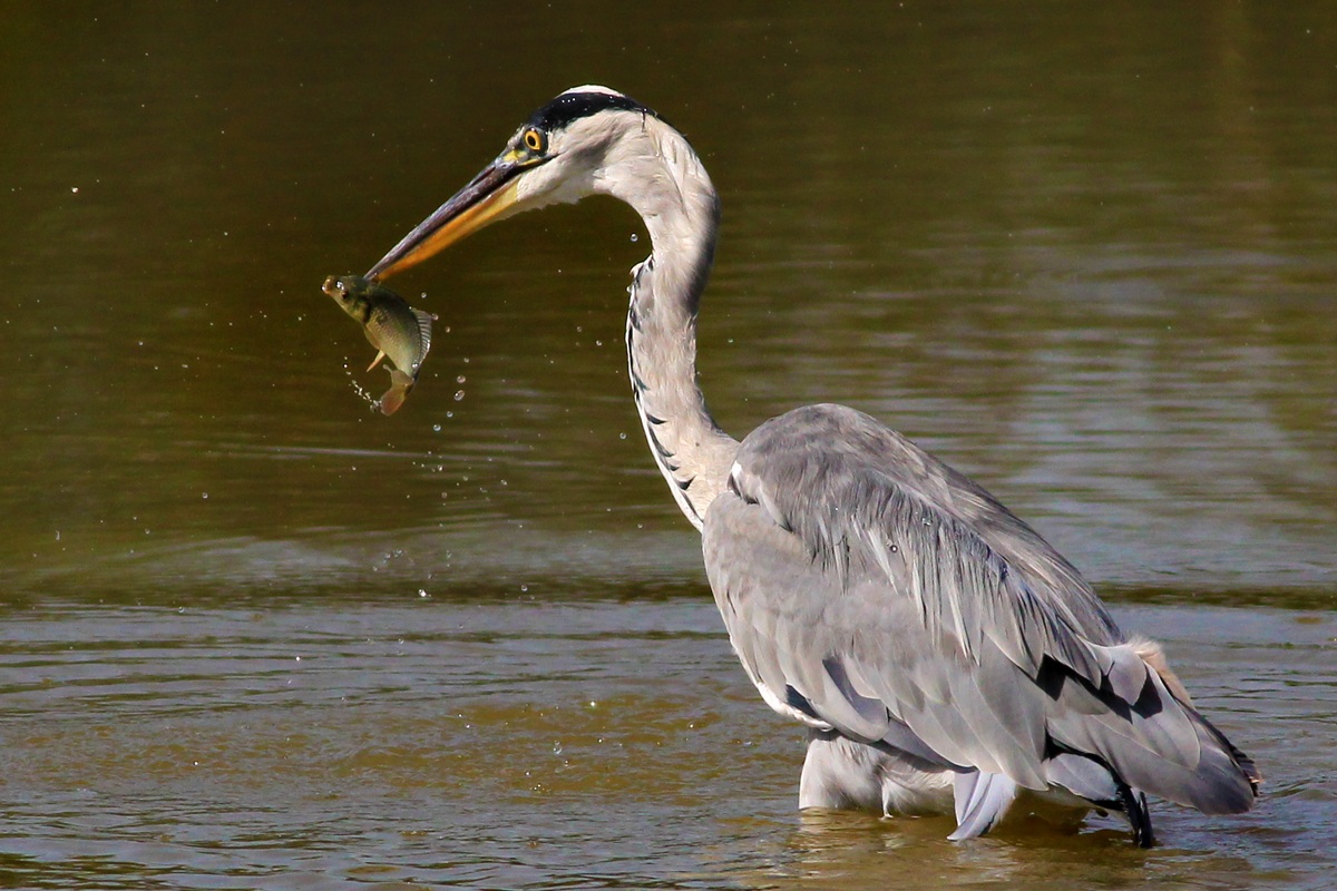 Grey heron with prey