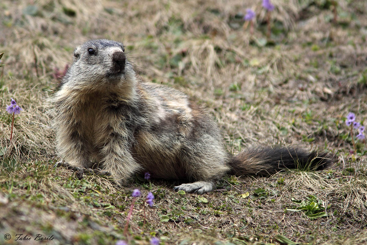 marmotta.