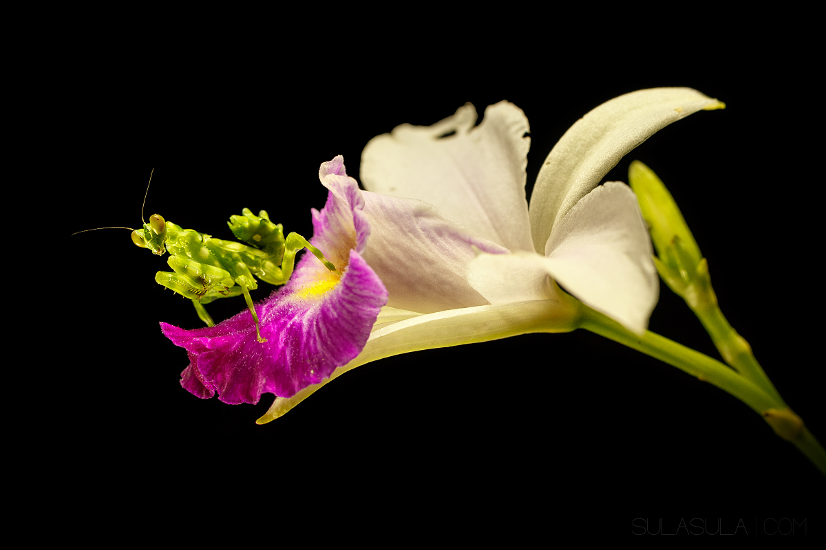 Juvenile Orchid Mantis | Borneo
