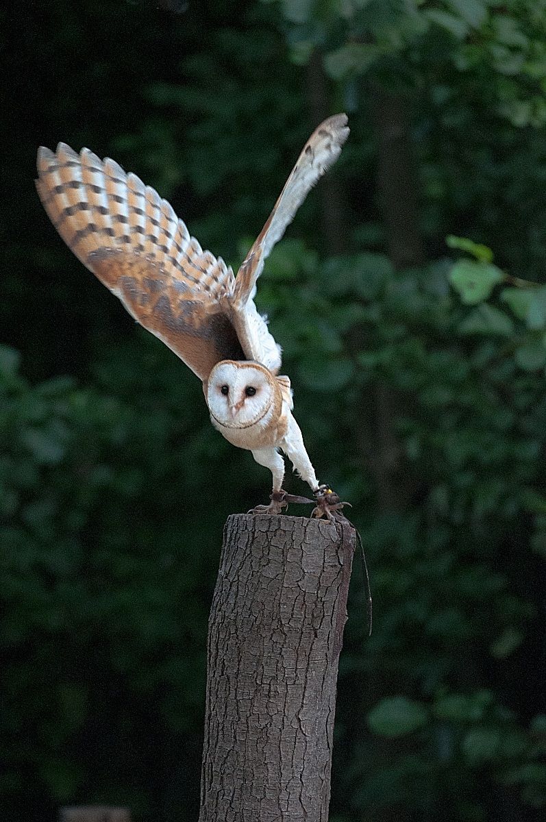 Barn Owl (Tyto alba)