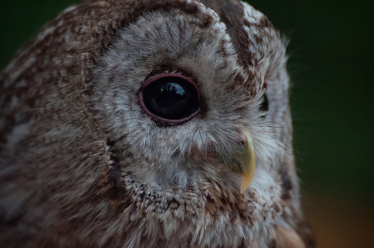 Allocco (Strix aluco)