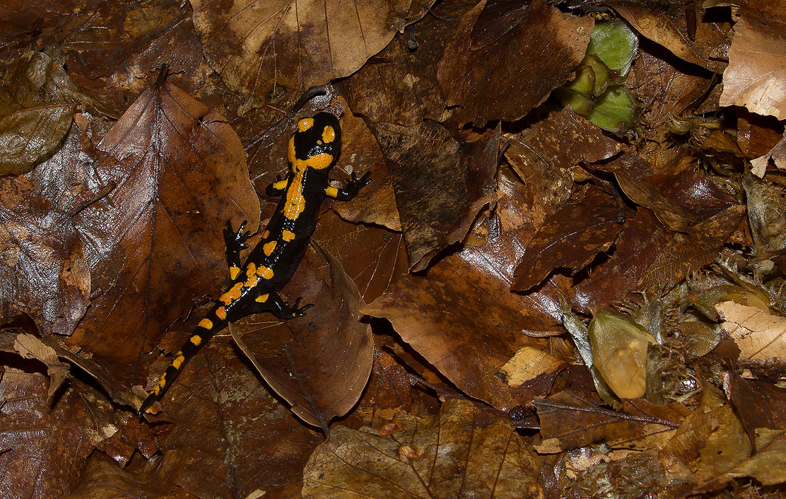 salamandra salamandra