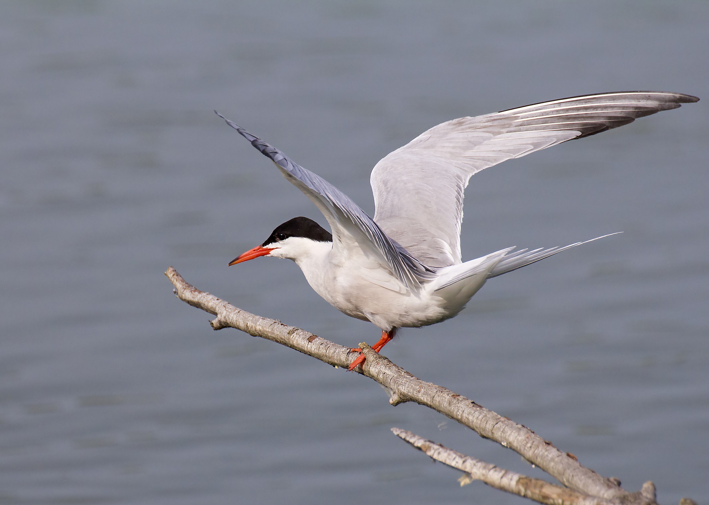 Tern