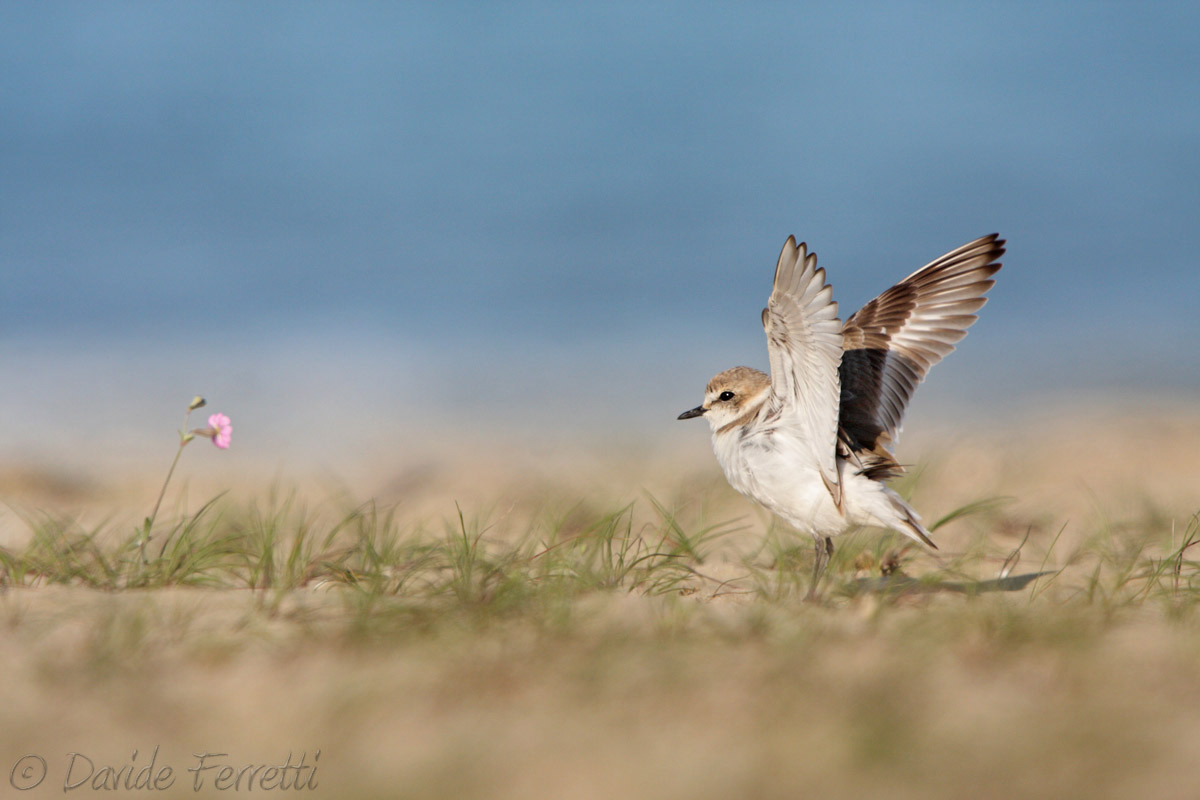 Greeting to the flower