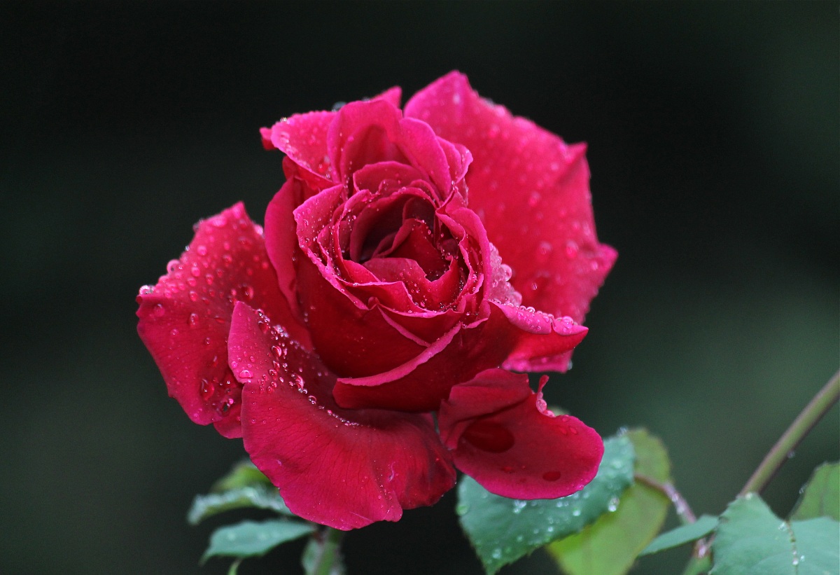Red rose in the rain