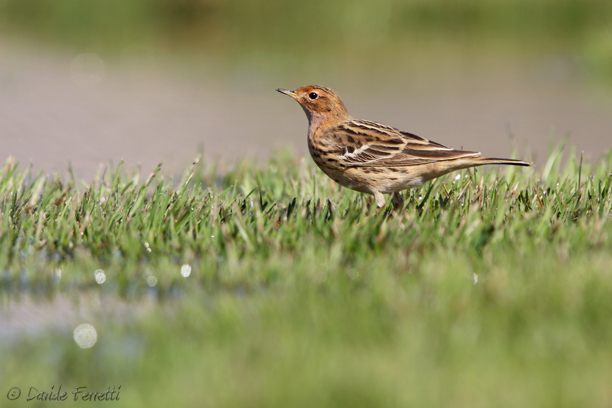 Red-throated Pipit male
