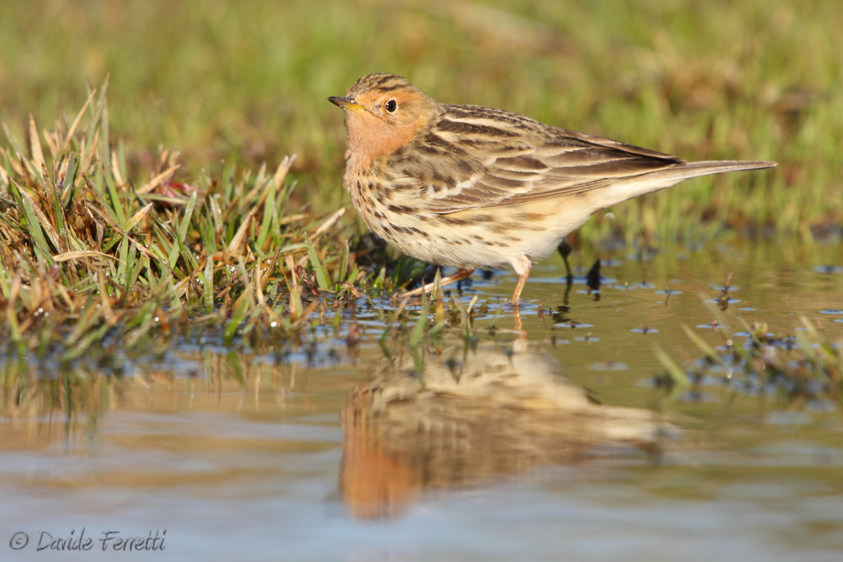 Pispola golarossa al tramonto  (Red-throated Pipit)
