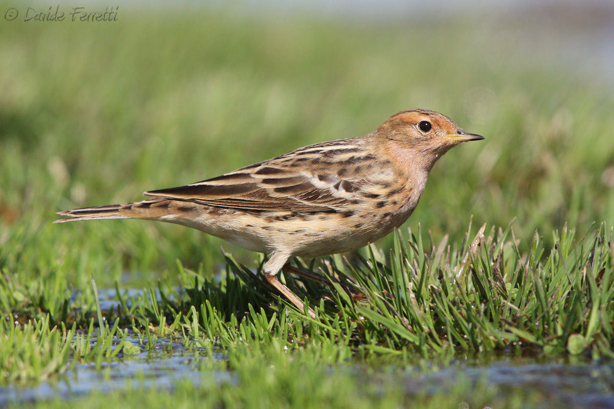 Pispola golarossa maschio  (Red-throated Pipit)