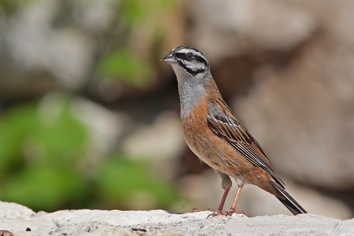 Zigolo muciatto(Emberiza cia)
