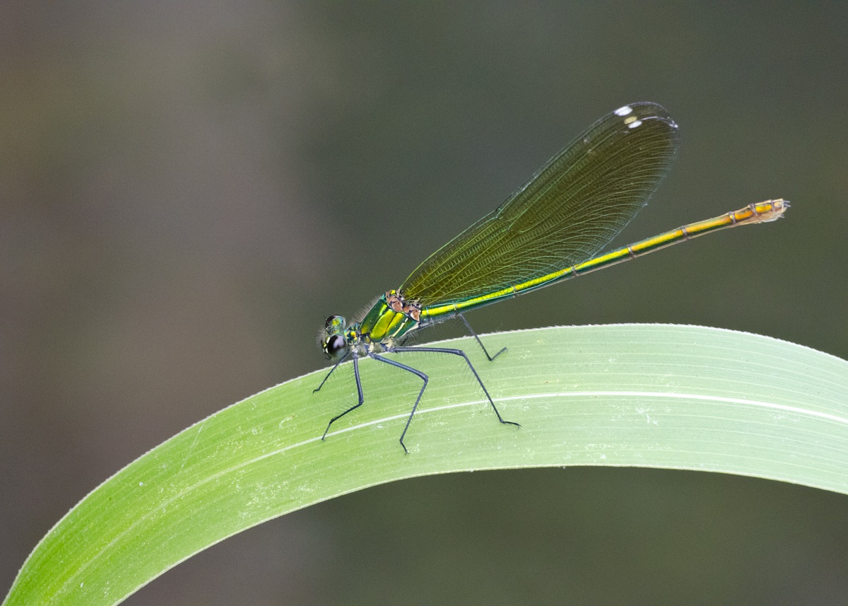 Libellula