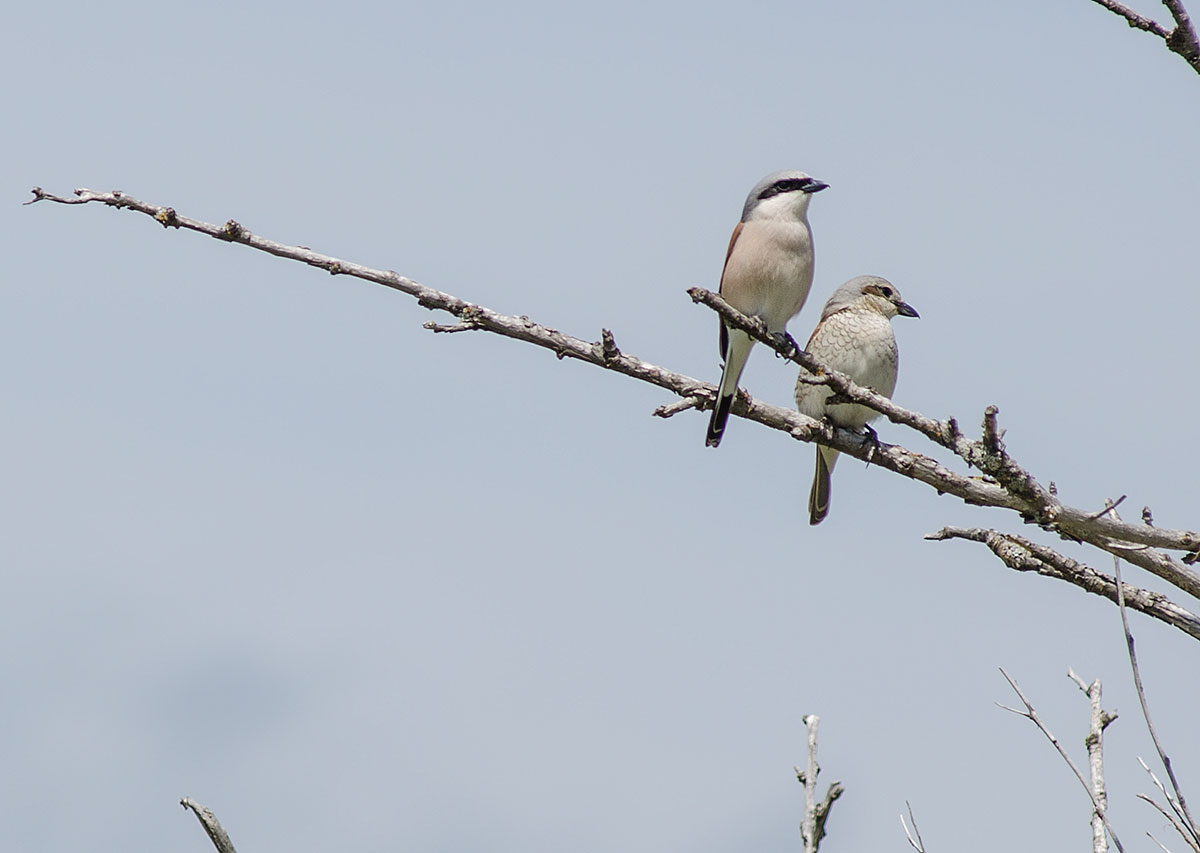 coppia averla piccola