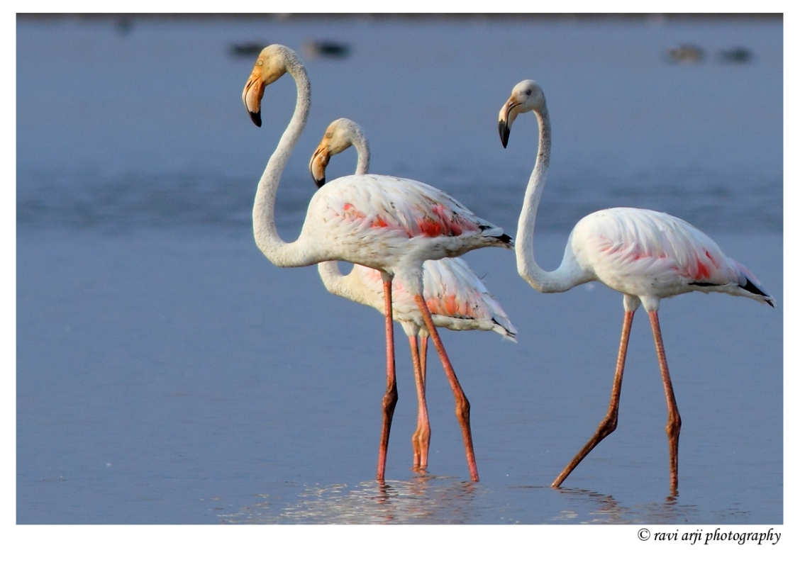 Greater Flamingos