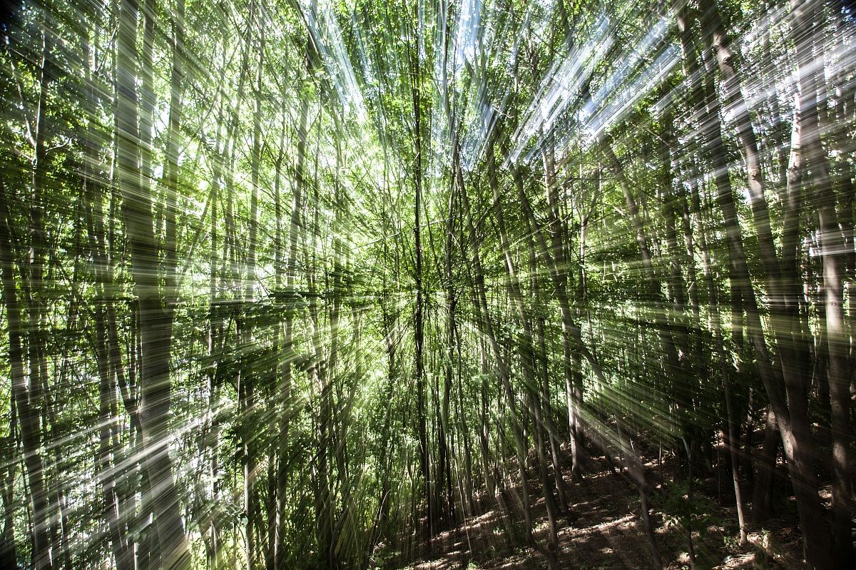 forest of Valtellina