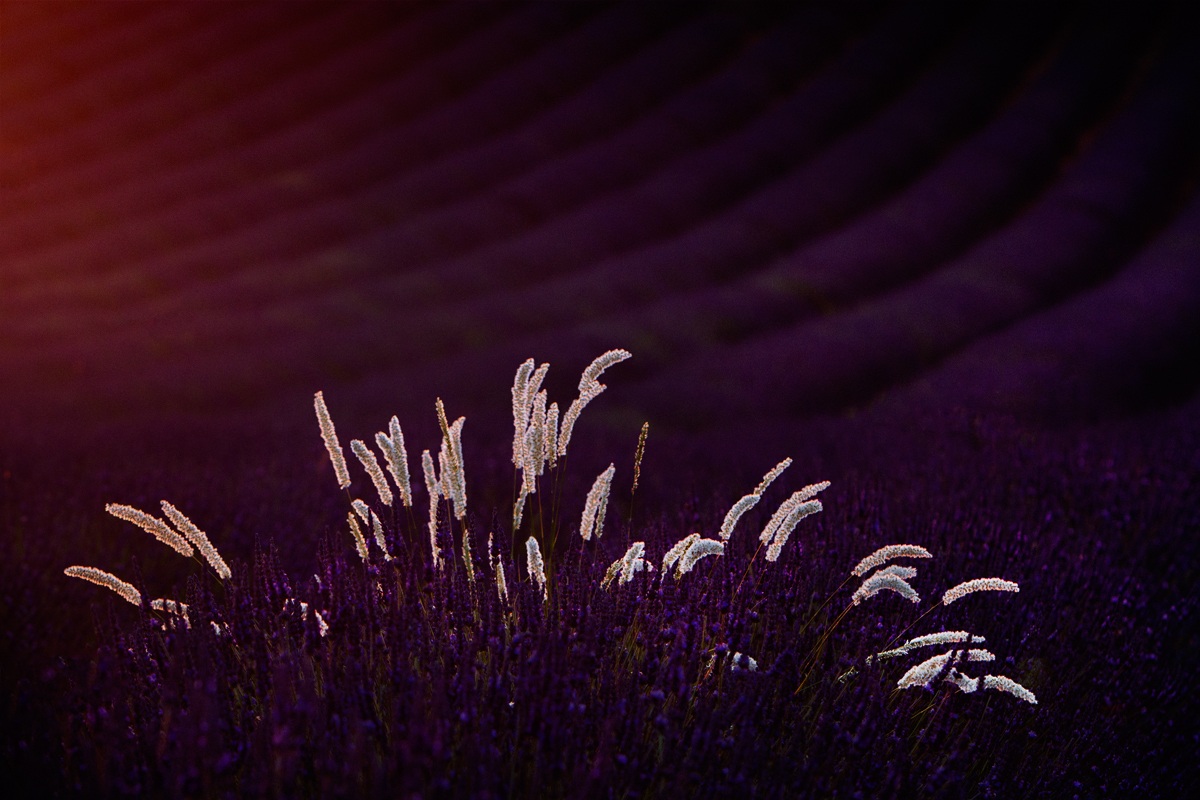 Ultime luci in Valensole