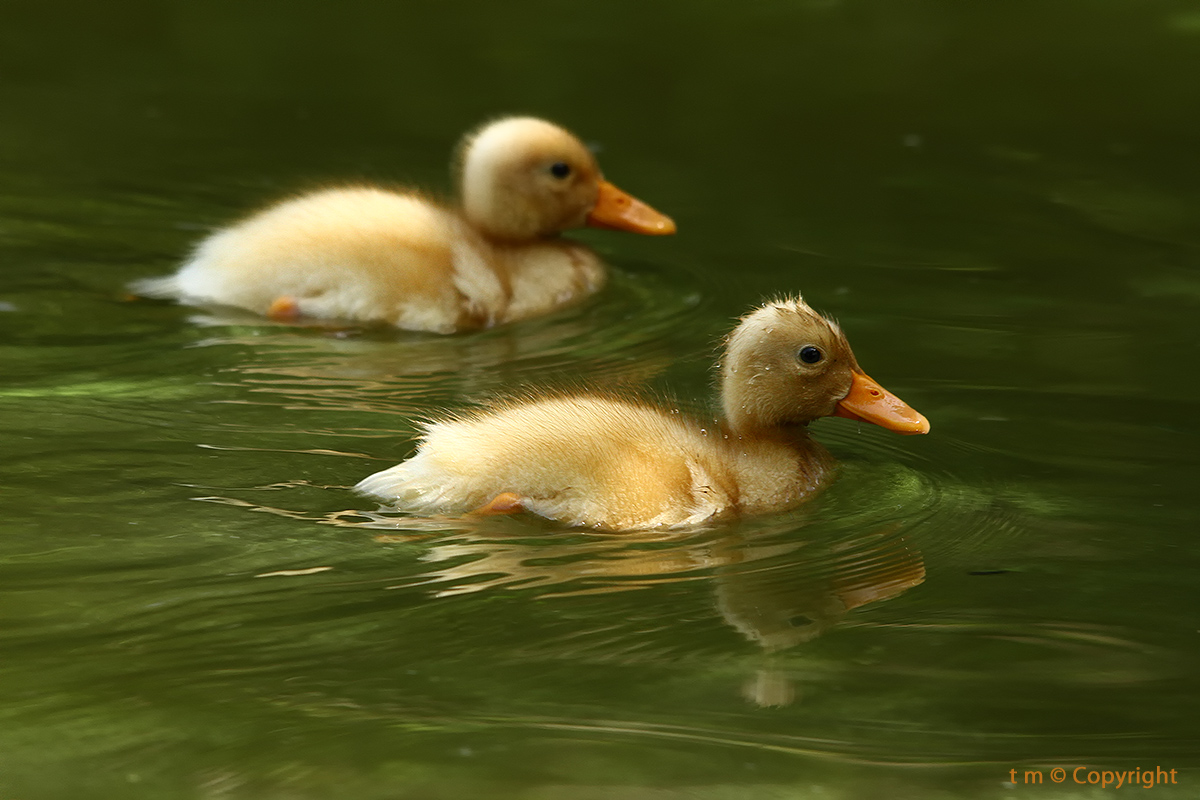 Siam due piccoli fratellini