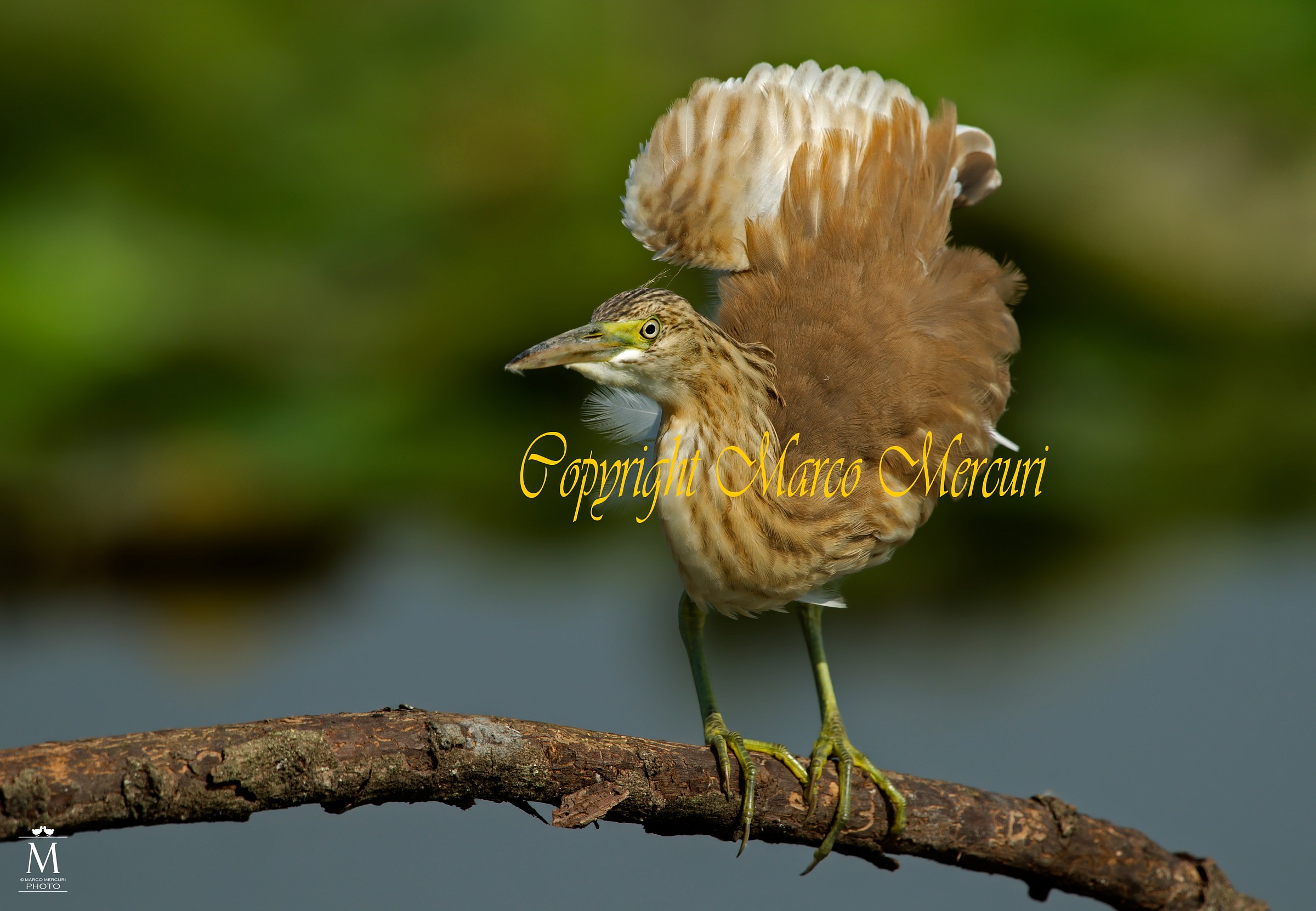 La Giovane Sgarza Ciuffetto