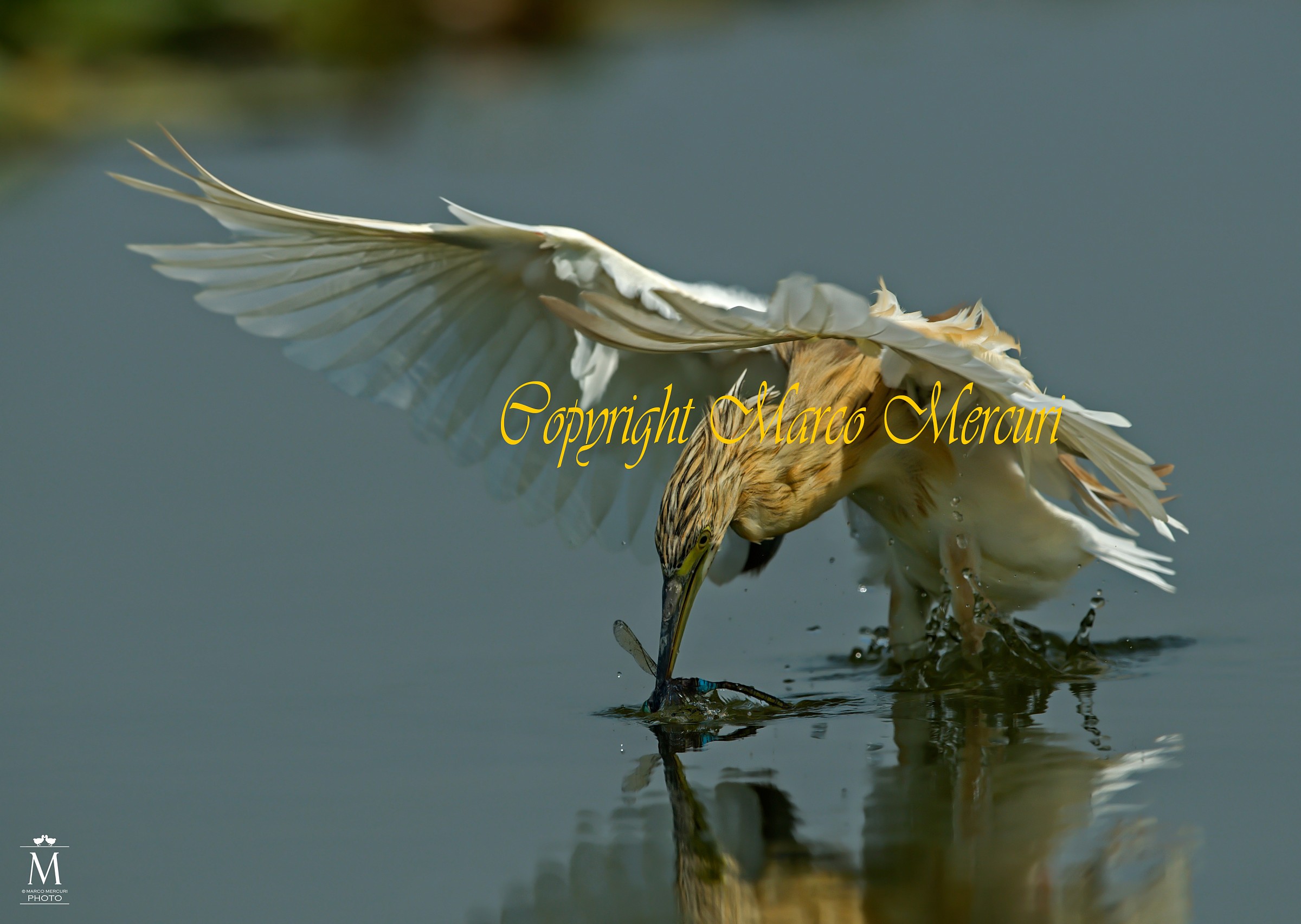 La Sgarza Ciuffetto e la Libellula