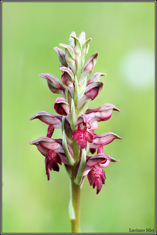 Anacamptis coriophora
