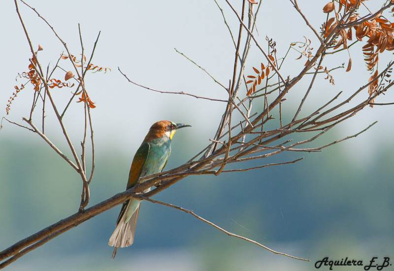Bee-eater (Merops apiaster)