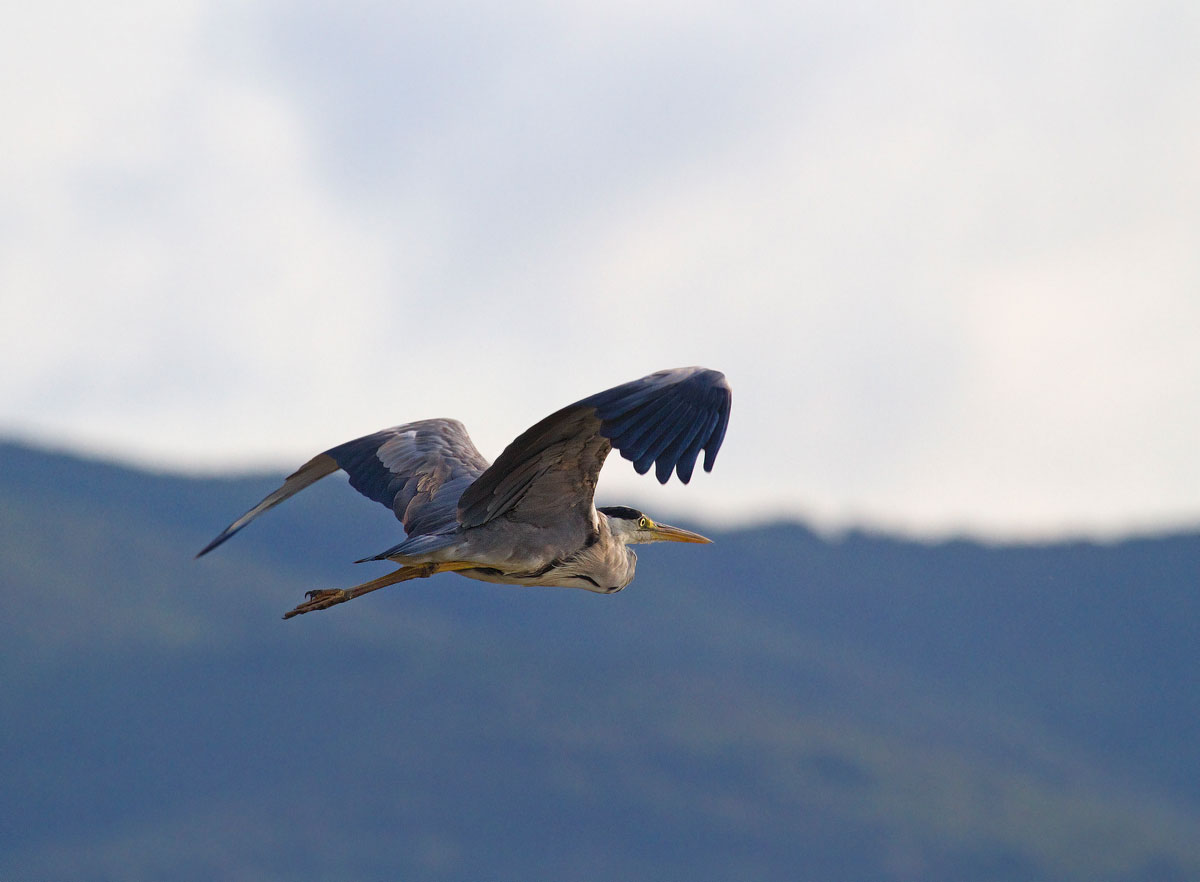 Heron in flight