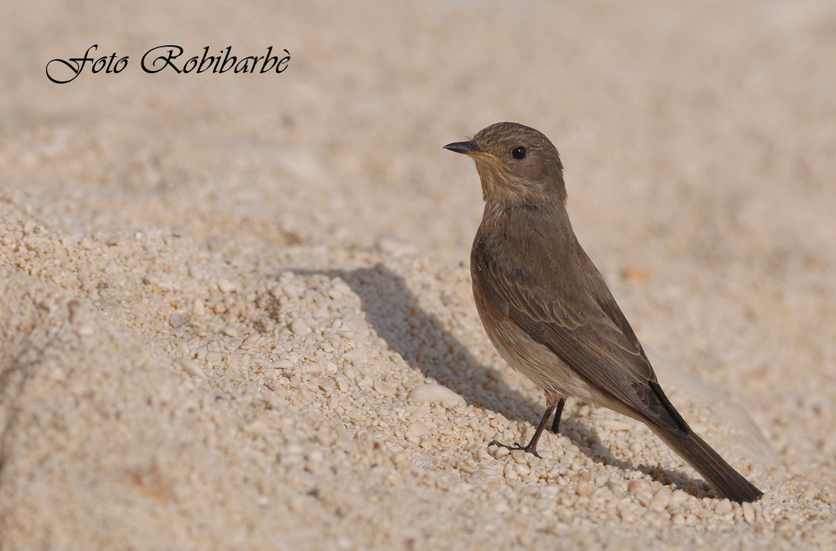 Pigliamosche...... elegante....