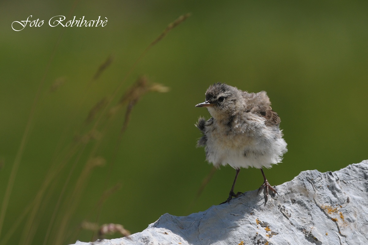 Spioncello..... arruffato   Juv....