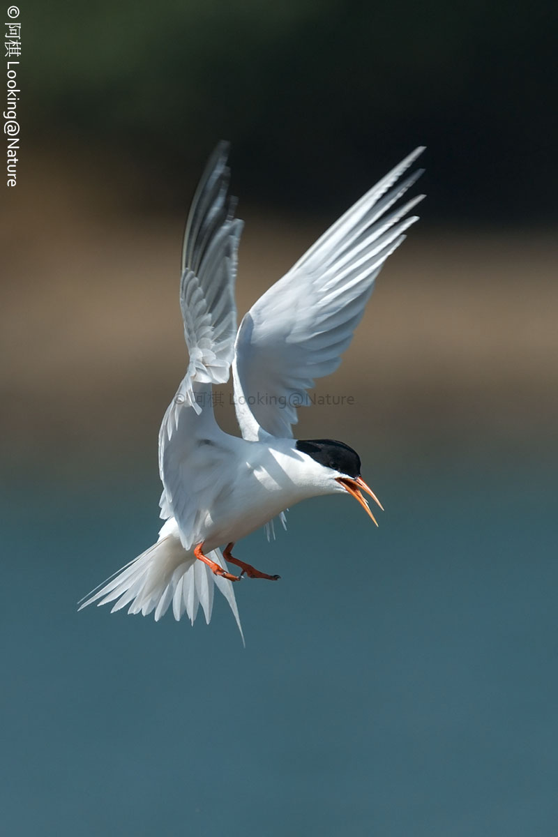 Roseate Tern