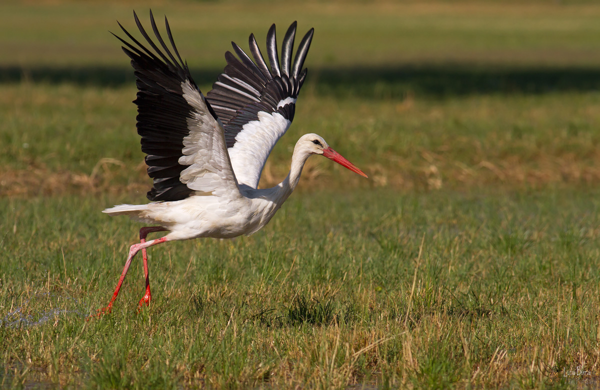 Cominciano le migrazioni