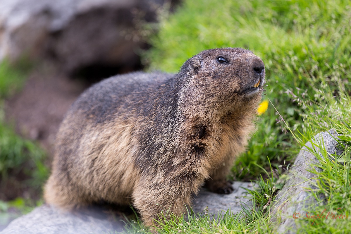 Marmot 1
