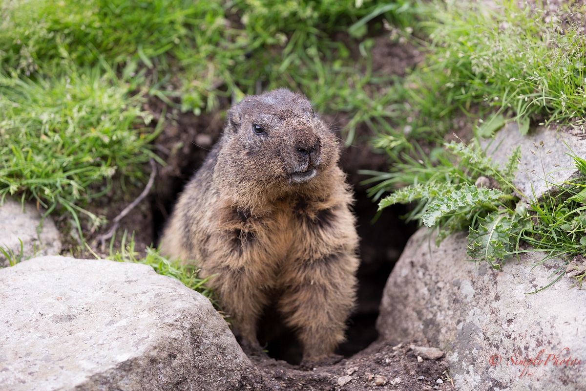 Marmot 2