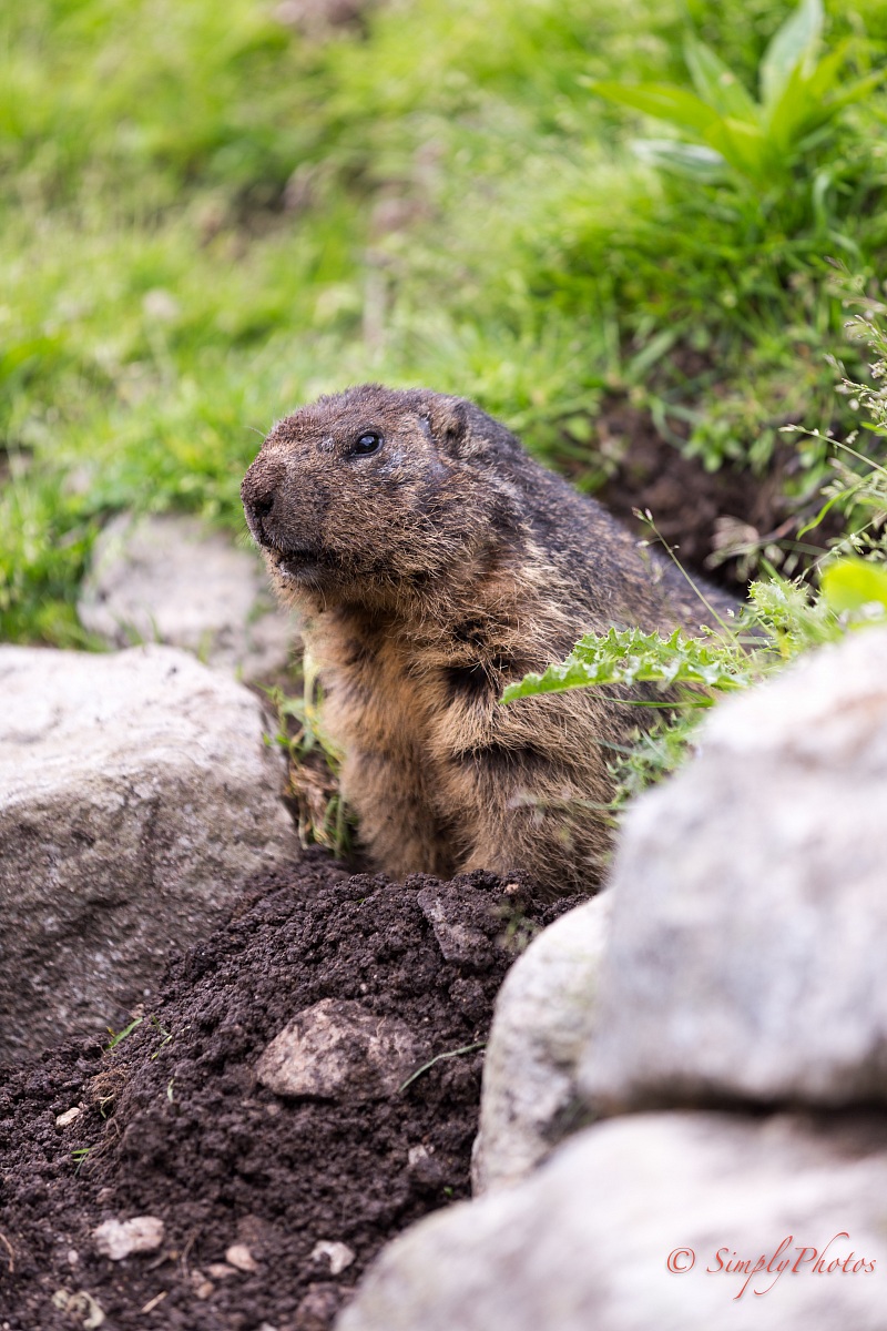 Marmot 5