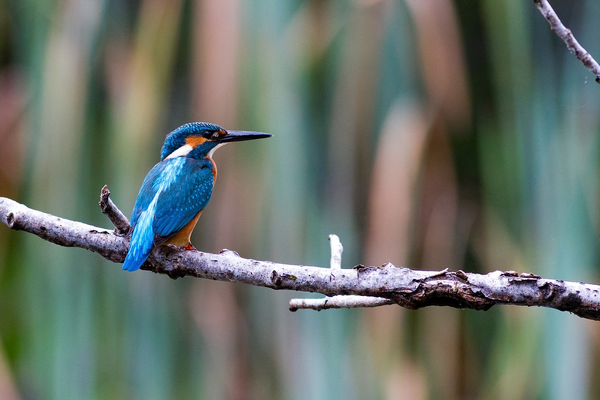 Kingfisher