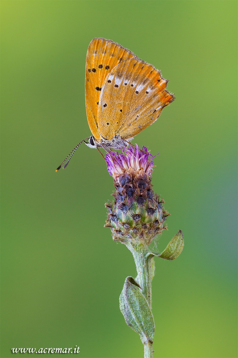#Lycaena virgaureae #Lycaenidae