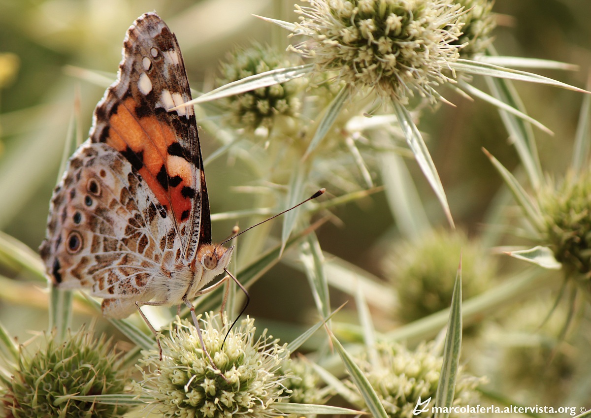 Vanessa Cardui