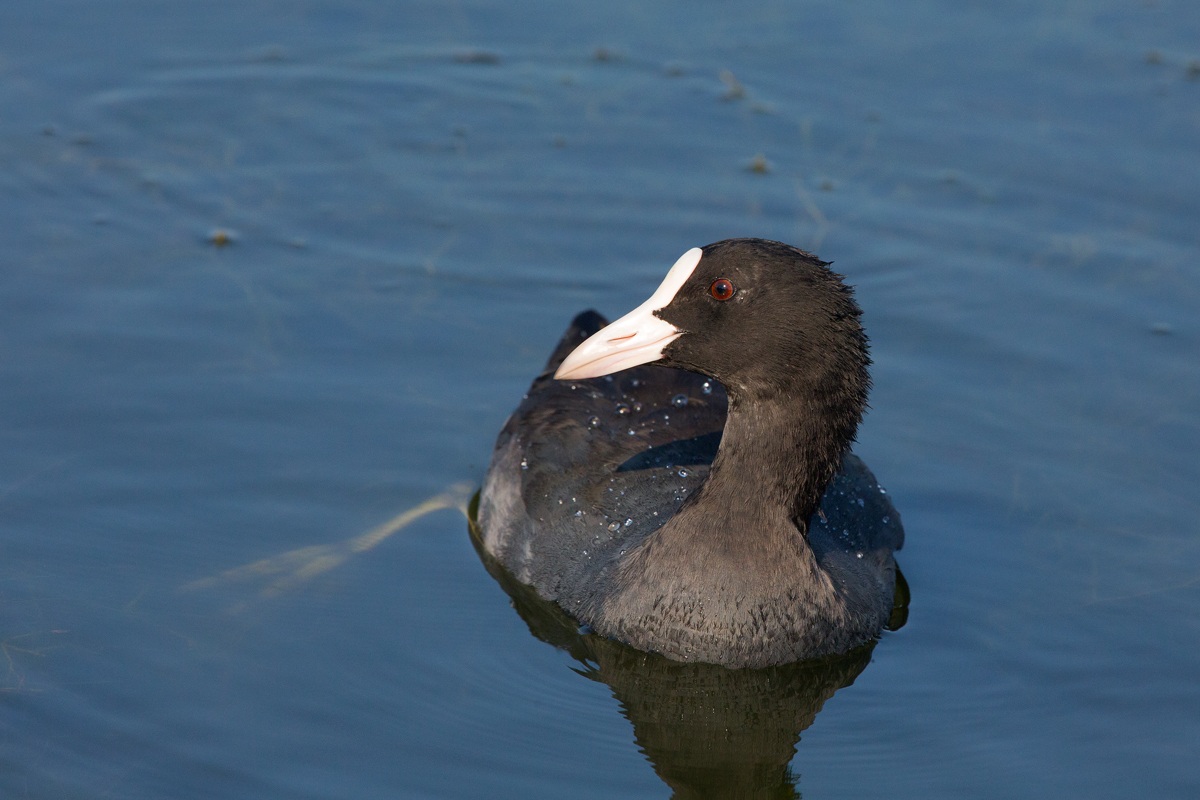 Coot