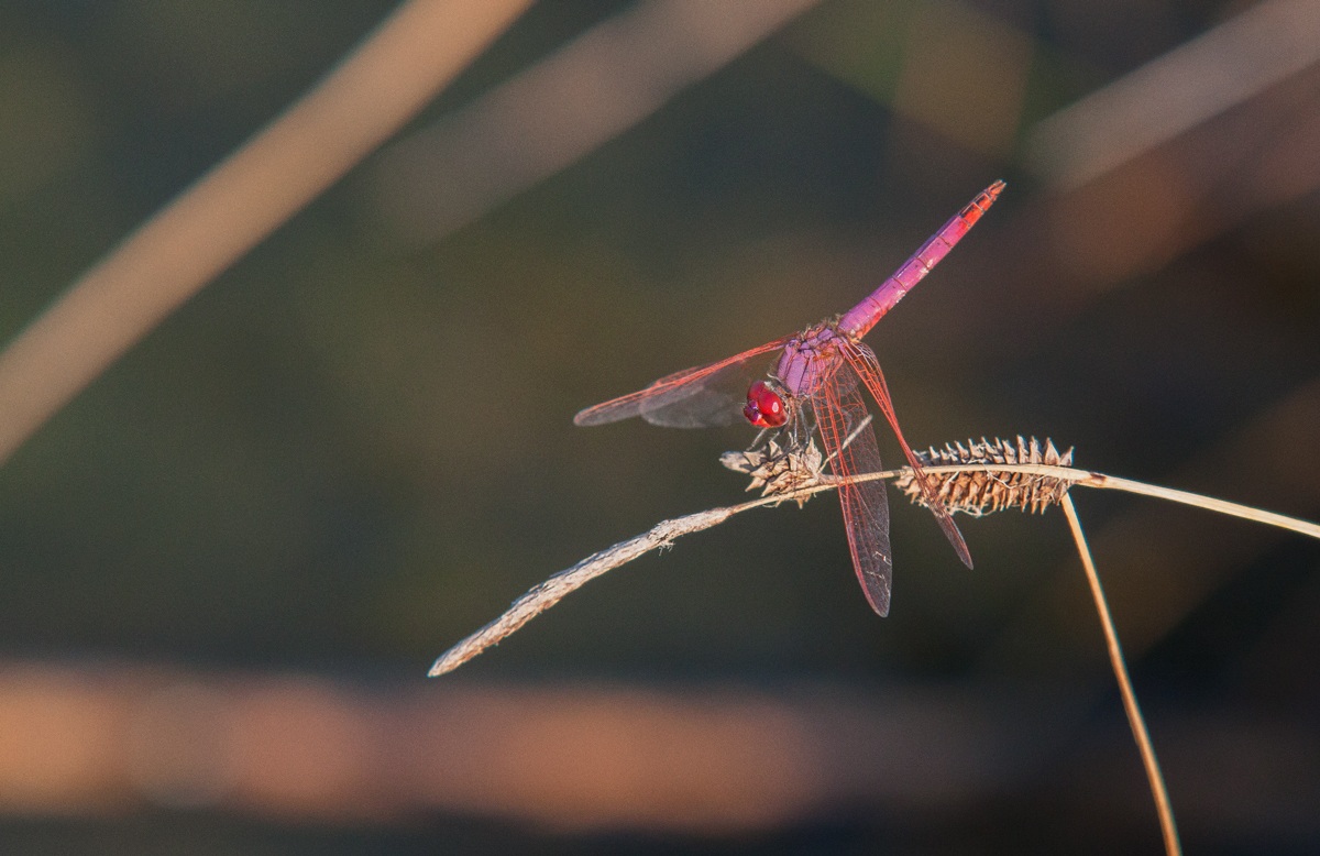 dragonfly
