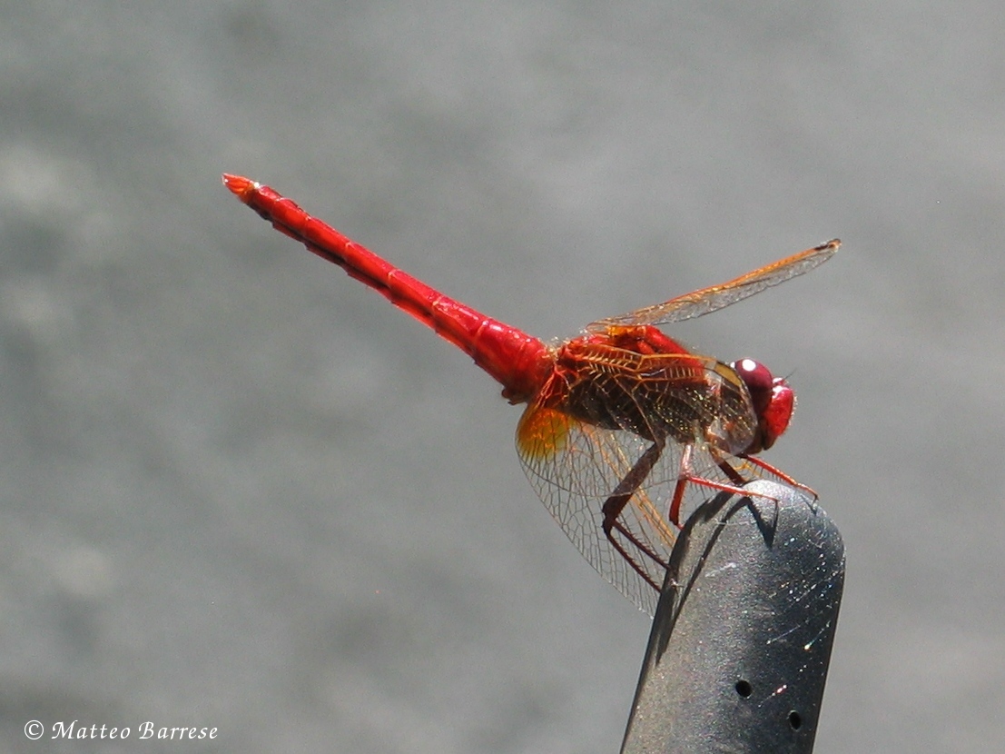 Red Dragonfly