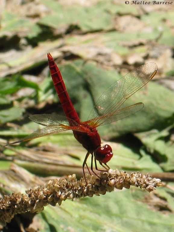 Red Dragonfly